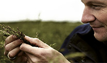 Genomic selection – the science of super-grasses